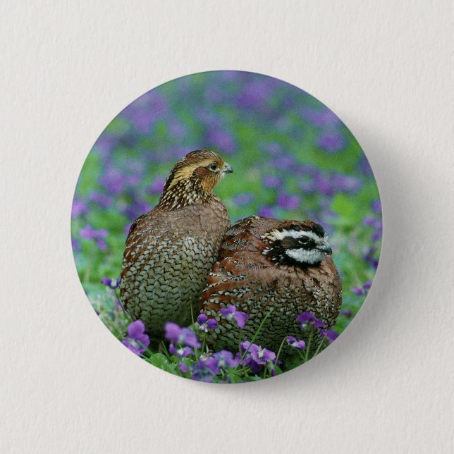 Bobwhite Quail Photography 2 Inch Round Button (Front)