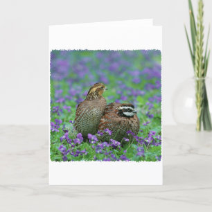 Bobwhite Quail Photography Card