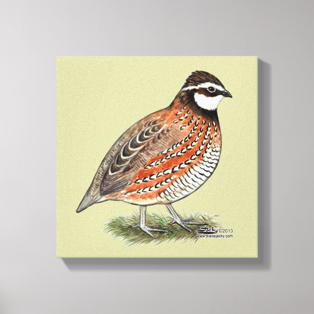 Bobwhite Quail Rooster Canvas Print (Front)