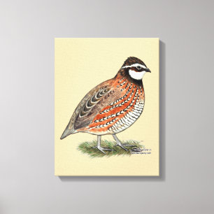 Bobwhite Quail Rooster Canvas Print