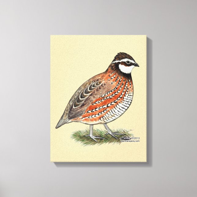 Bobwhite Quail Rooster Canvas Print (Front)