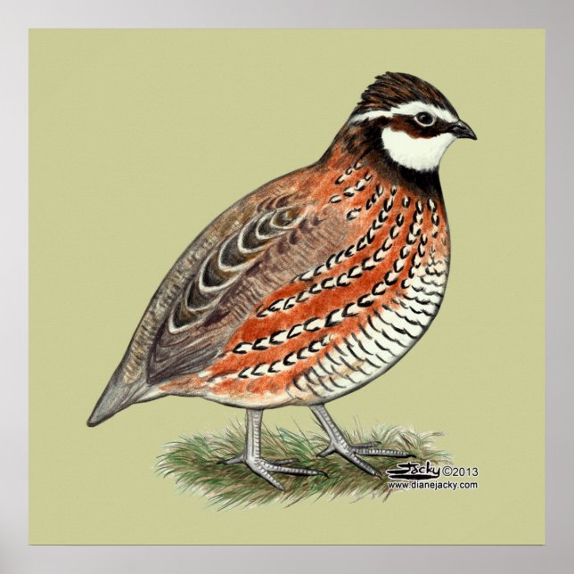 Bobwhite Quail Rooster Poster (Front)