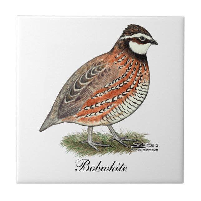 Bobwhite Quail Rooster Tile (Front)