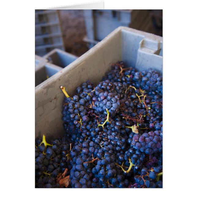 Bodega Marques de Riscal winery, grapes (Front)