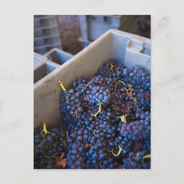 Bodega Marques de Riscal winery, grapes Postcard (Front)