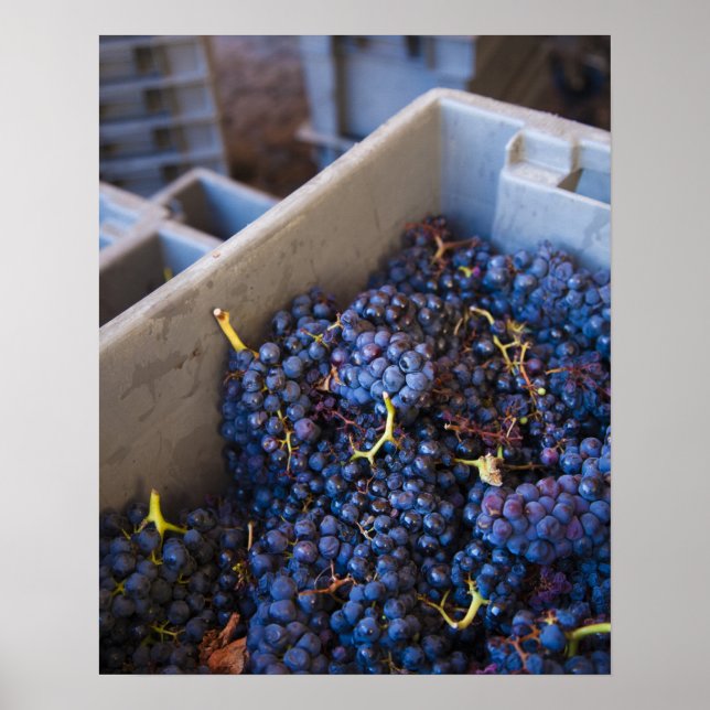 Bodega Marques de Riscal winery, grapes Poster (Front)