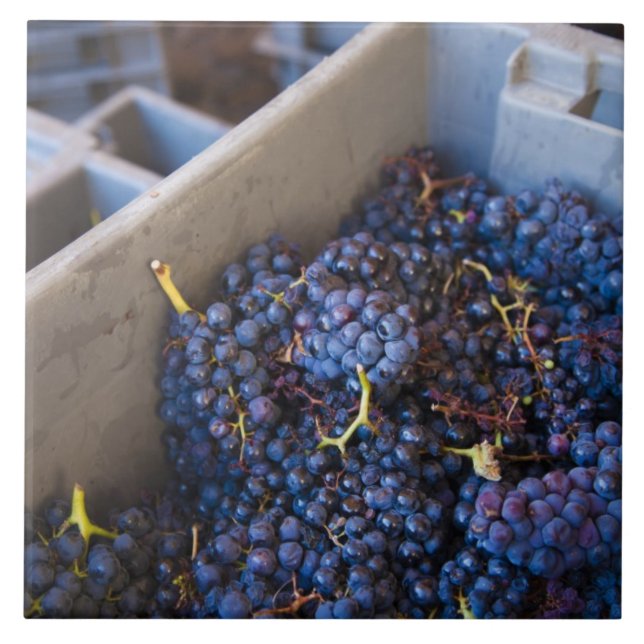 Bodega Marques de Riscal winery, grapes Tile (Front)