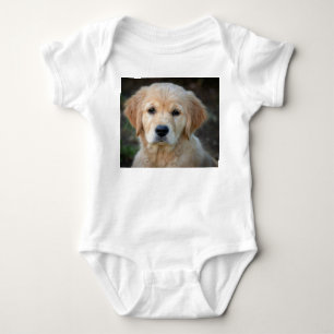 Body Chiot Golden Retriever
