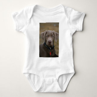 Body Labrador retriever en argent léger rare