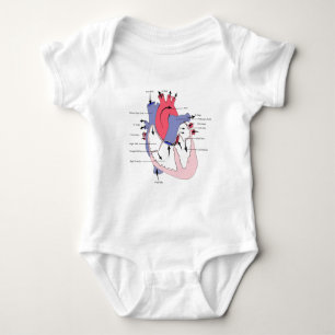 Body Le schéma 2. coeur Function.jpg de normale