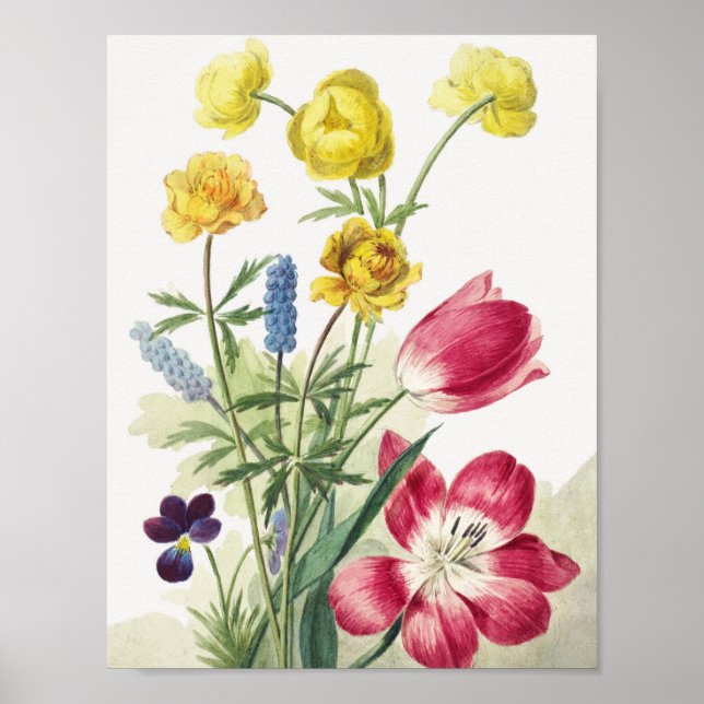 Boeket van tulpen, viooltjes, blauwe druifjes poster (Front)