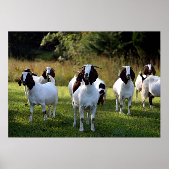 Boer Goat The Gangs All Here Poster Imprimer (Devant)