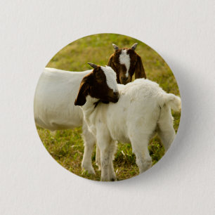 Boer Goats in Sunny Pasture Farm Animal Nature 2 Inch Round Button