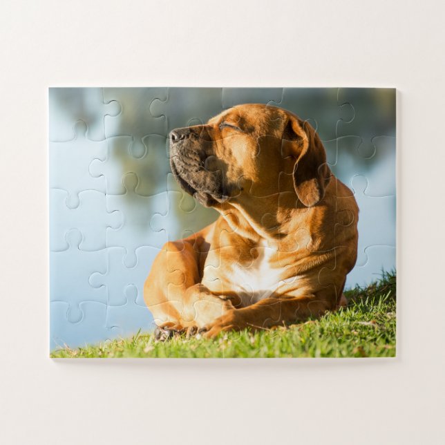 Boerboel Dog enjoying the Sun Jigsaw Puzzle (Horizontal)