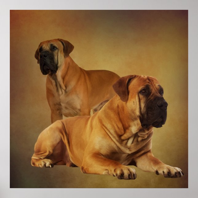 Boerboel - South African Mastiff Poster (Front)