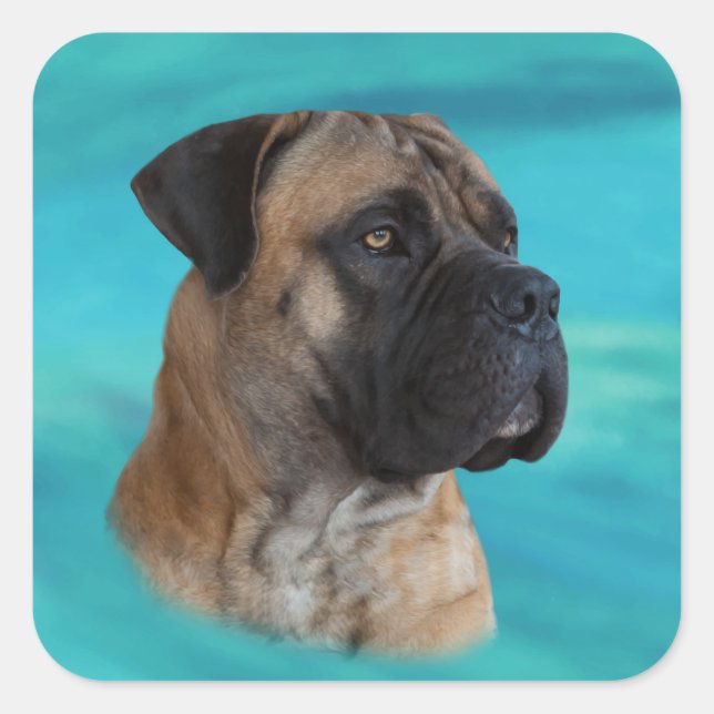 Boerboel - South African Mastiff Square Sticker (Front)
