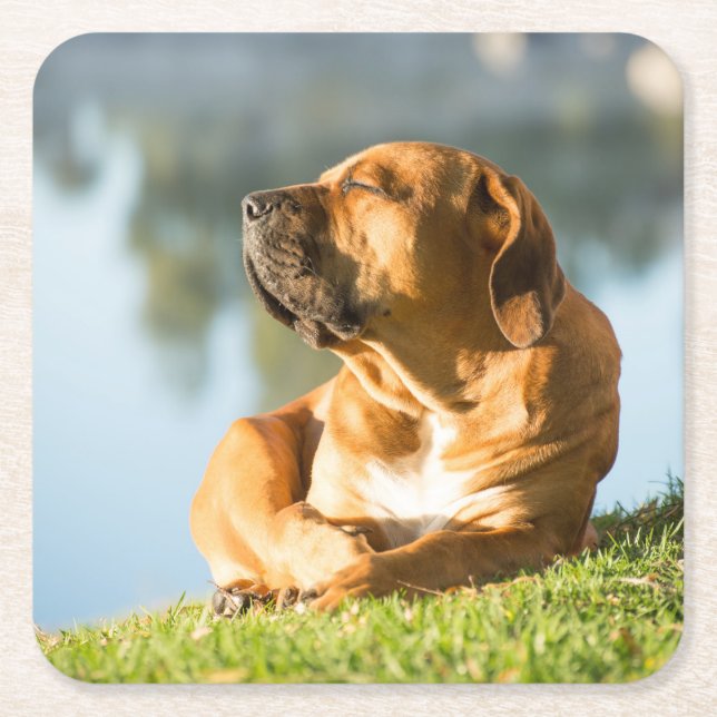 Boerboel Square Paper Coaster (Front)
