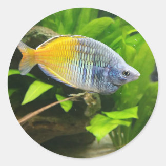 Boesemani Rainbow Classic Round Sticker