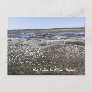 Bog Cotton in Bloom, Offaly, Ireland Postcard