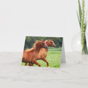 BOGO Colts Blank Note Card