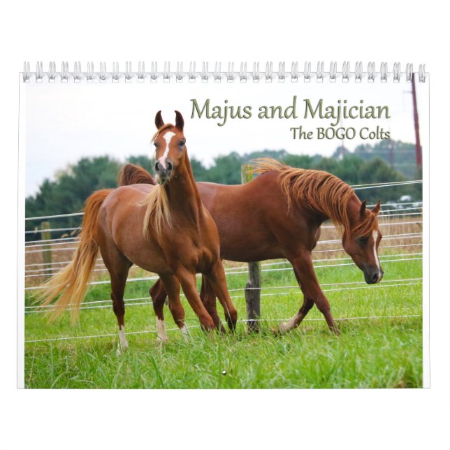 BOGO Colts Calendar 3 year old pics (Cover)