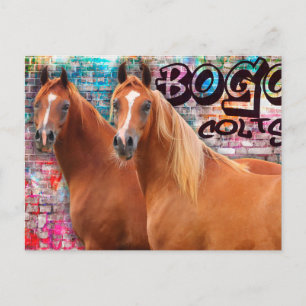 BOGO Colts - Graffiti Post Card - Arabian Horses