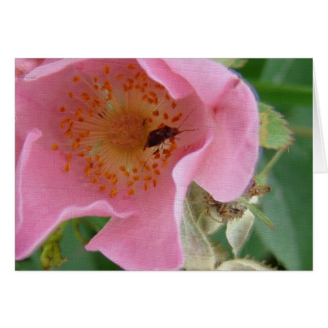 Bogue à l'intérieur du Wildrose (Devant horizontal)