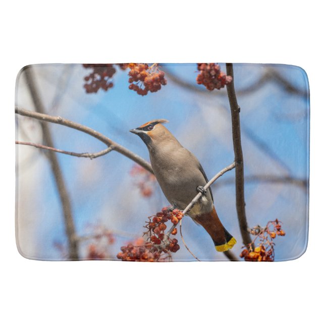 Bohemian Waxwing, Bird with Blue Background Bath Mat (Front)