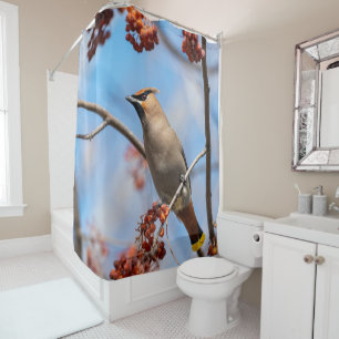 Bohemian Waxwing, Blue Sky Background