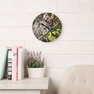 Bohemian Waxwing, Canadian Avian Photography Large Clock
