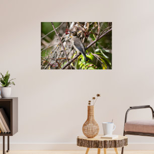 Bohemian Waxwing, Canadian Avian Poster