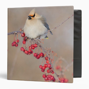 Bohemian waxwing in winter, Canada Binder