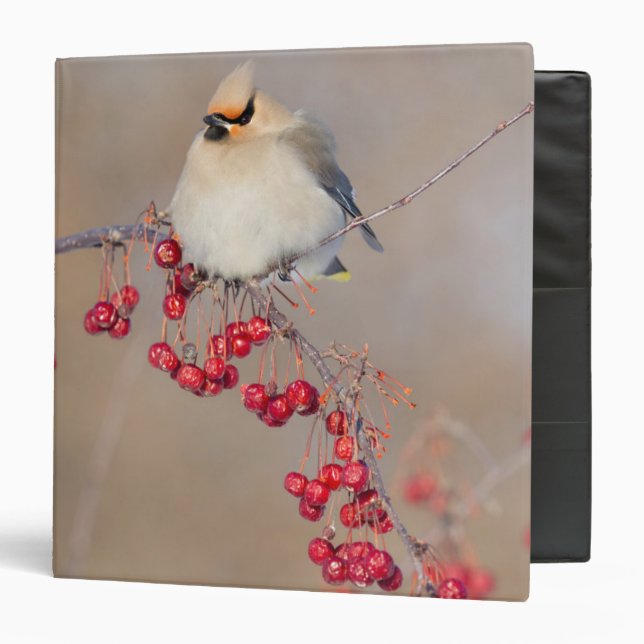 Bohemian waxwing in winter, Canada Binder (Front/Inside)
