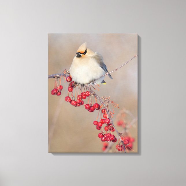 Bohemian waxwing in winter, Canada Canvas Print (Front)