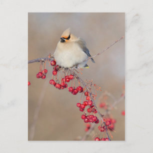 Bohemian waxwing in winter, Canada Postcard