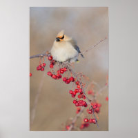 Bohemian waxwing in winter, Canada