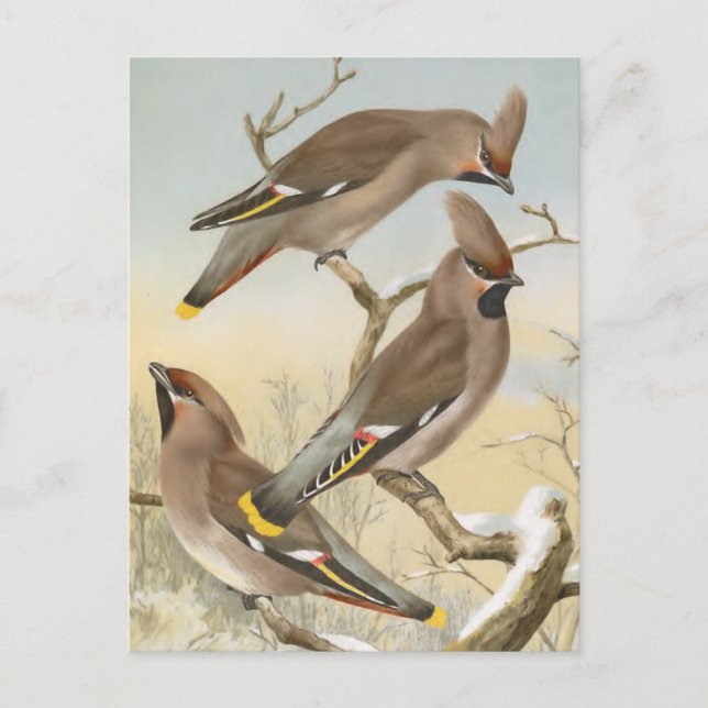 Bohemian Waxwing Vintage Bird Illustration Postcard (Front)