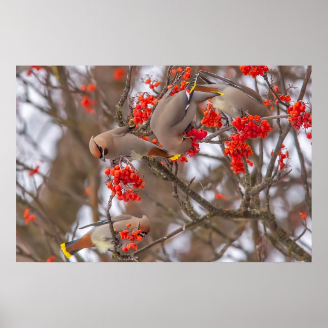 Bohemian Waxwings Feeding On Mountain Ash 2 Poster (Front)