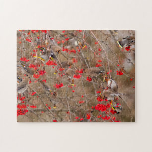 Bohemian Waxwings Feeding On Mountain Ash Jigsaw Puzzle