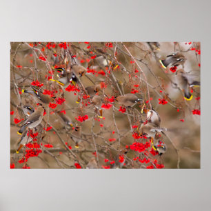 Bohemian Waxwings Feeding On Mountain Ash Poster
