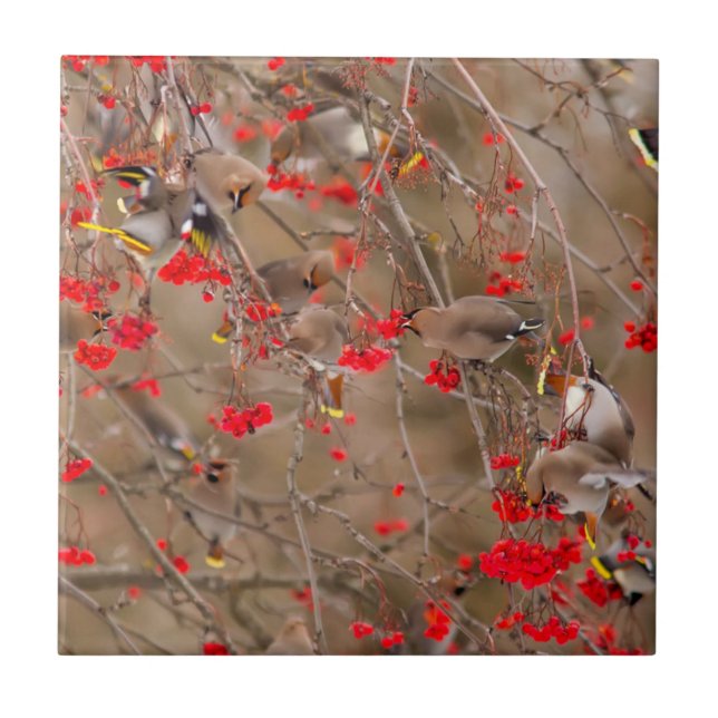 Bohemian Waxwings Feeding On Mountain Ash Tile (Front)