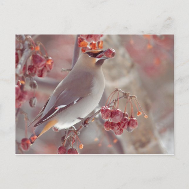 Bohemian Waxwings Postcard (Front)