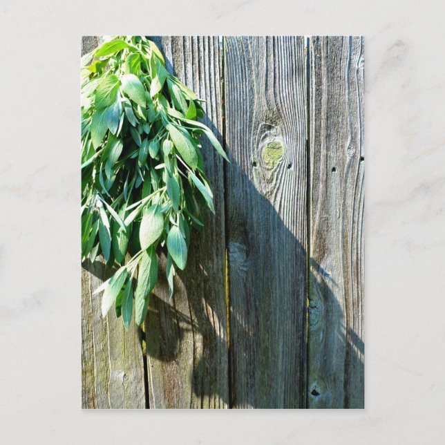 Boho botanical herb leaves rustic Barn-wood  Postcard (Front)
