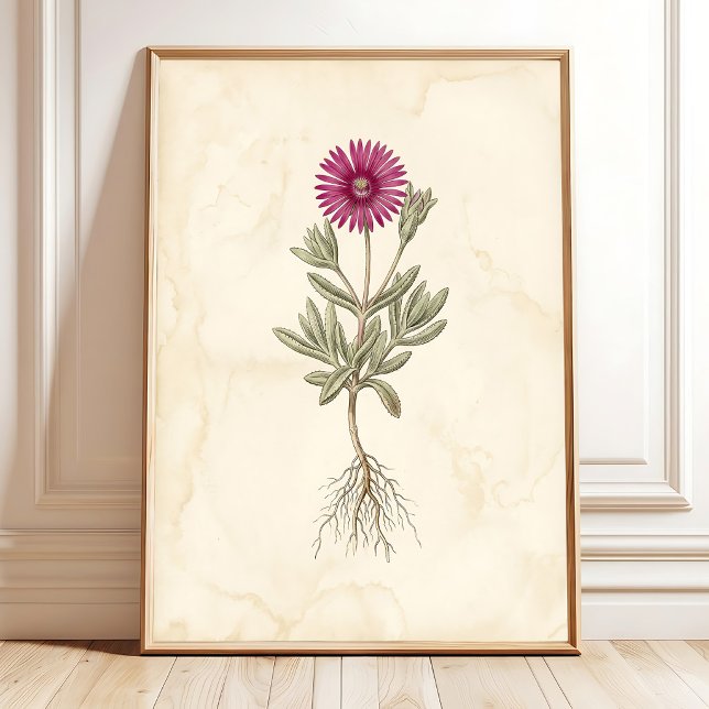 Boho Delosperma Botanical Canvas Art Poster (Creator Uploaded)
