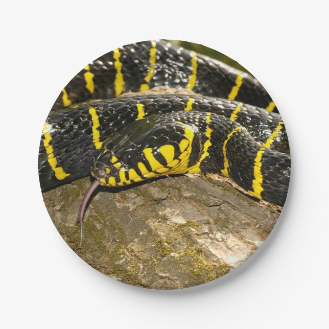 Boiga dendrophila or mangrove snake paper plate (Front)