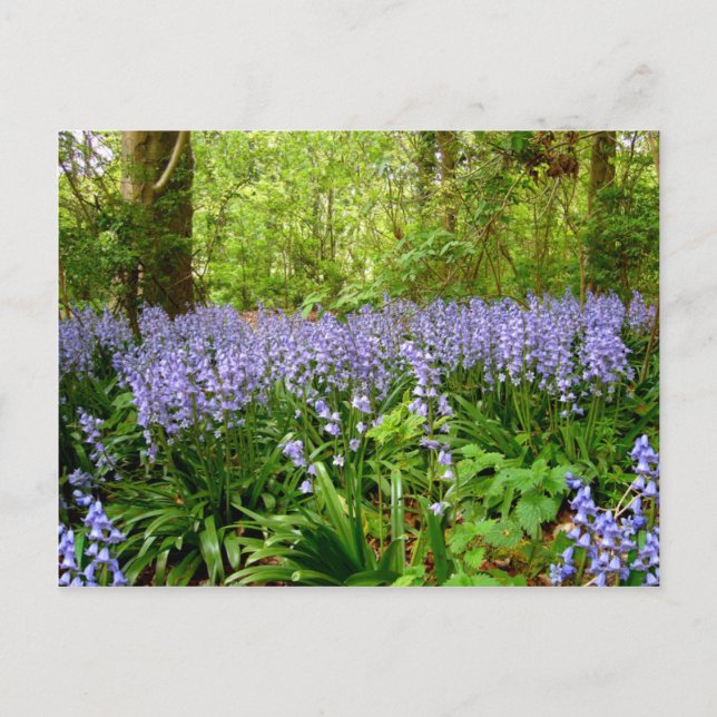 BOIS BLUEBELL ~ CARTE POSTALE (Devant)