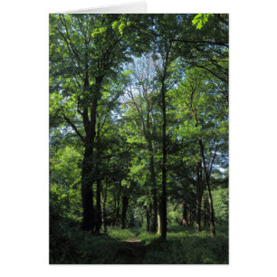 Bois. Bute Park, Cardiff