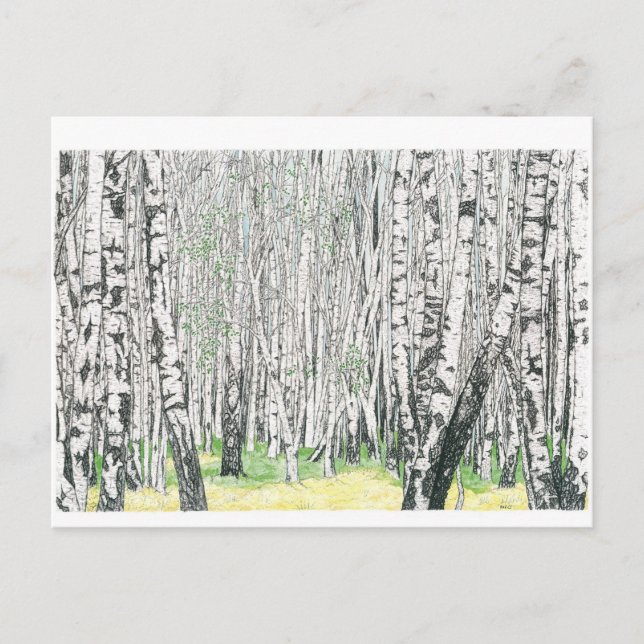 Bois de bouleau d'argent - Carte postale (Devant)