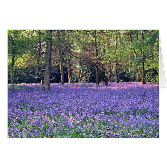Bois de jacinthe des bois, fleurs de l'Angleterre (Devant horizontal)