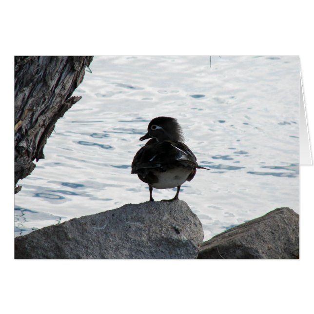 Bois Duck Hen (Devant horizontal)